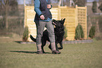 German Shepherd in training