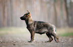GDR German Shepherd