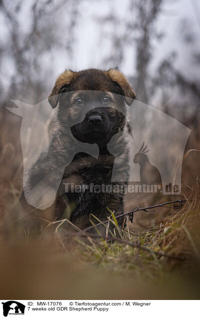 7 weeks old GDR Shepherd Puppy / MW-17076