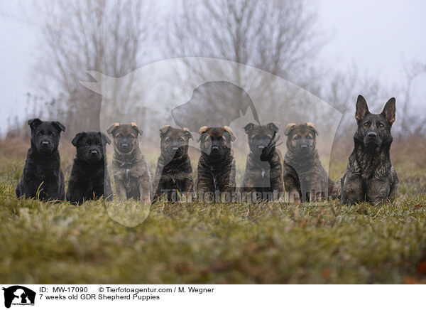 7 weeks old GDR Shepherd Puppies / MW-17090