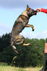 jumping east German Shepherd