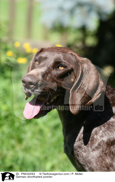 German shorthaired pointer / PM-02493