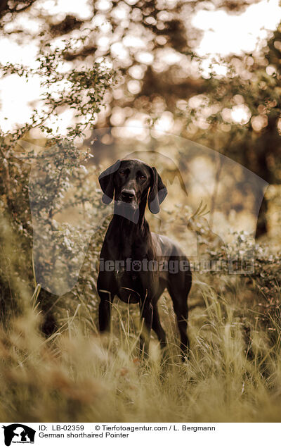German shorthaired Pointer / LB-02359