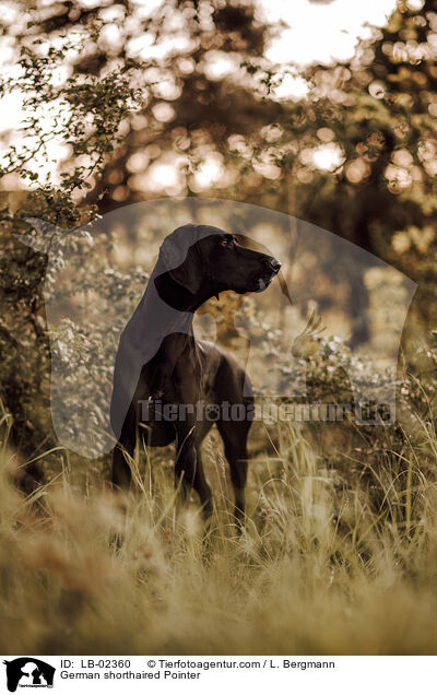 German shorthaired Pointer / LB-02360