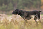 male German shorthaired Pointer