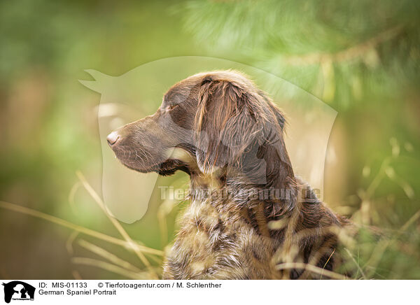 German Spaniel Portrait / MIS-01133