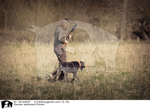 German wirehaired Pointer / SO-03837