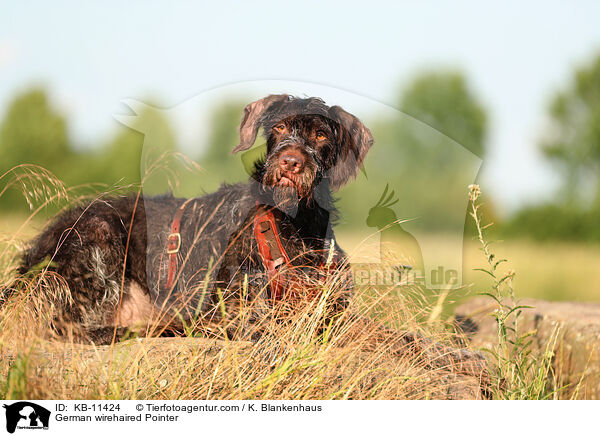 German wirehaired Pointer / KB-11424