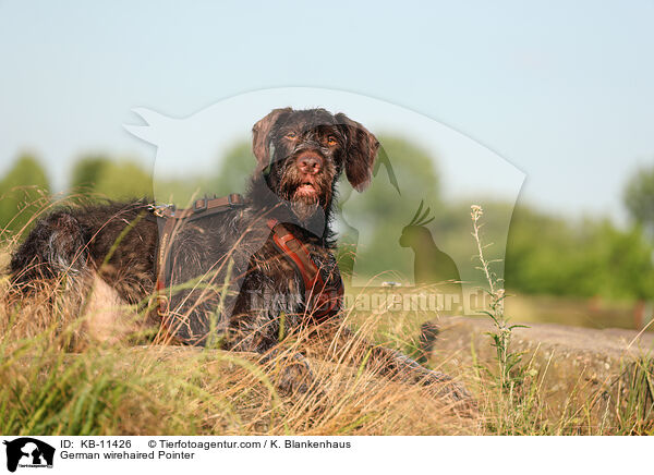 German wirehaired Pointer / KB-11426