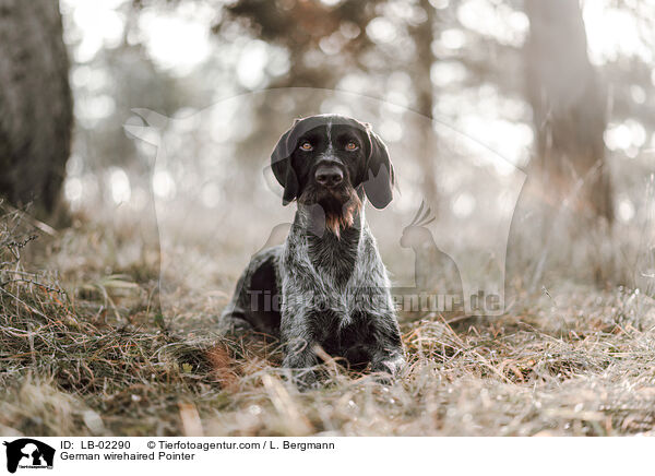 German wirehaired Pointer / LB-02290