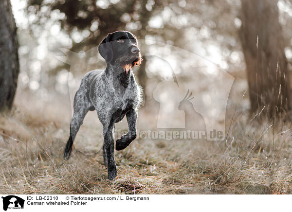 German wirehaired Pointer / LB-02310