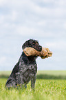 retrieving German wirehaired Pointer