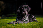 lying German wirehaired Dog