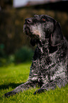 lying German wirehaired Dog