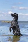 German Wirehaired Pointer in the Water