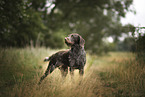 standing German Wirehaired Pointer