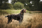 standing German Wirehaired Pointer