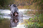 playing German wirehaired Pointer