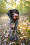 lying German wirehaired Pointer