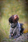 lying German wirehaired Pointer