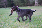 playing German wirehaired Pointer