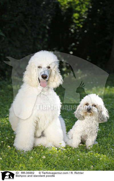 Bichpoo and standard poodle / RR-36882