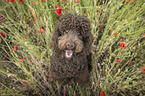 male Giant Poodle
