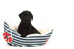 Giant Schnauzer Puppy in a boat