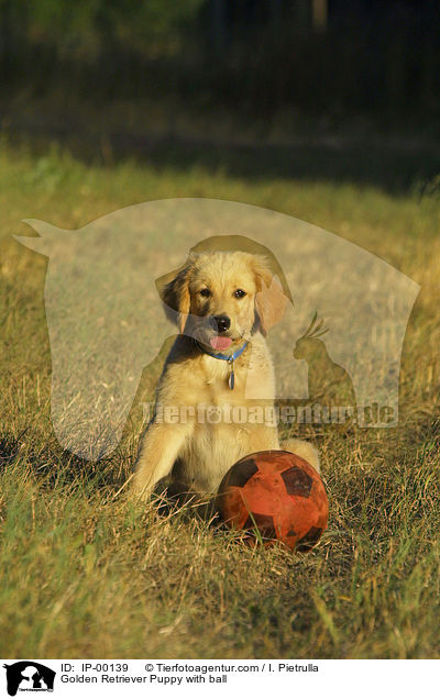 Golden Retriever Puppy with ball / IP-00139