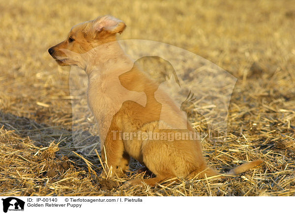 Golden Retriever Puppy / IP-00140