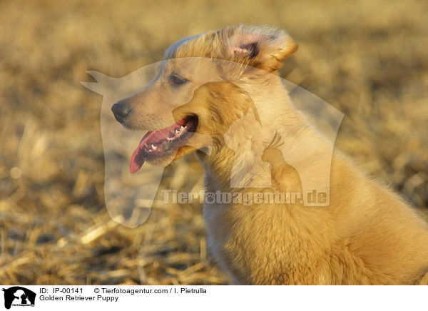 Golden Retriever Puppy / IP-00141