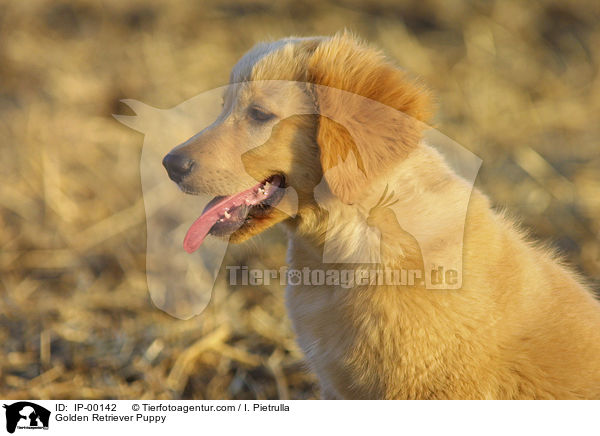 Golden Retriever Puppy / IP-00142