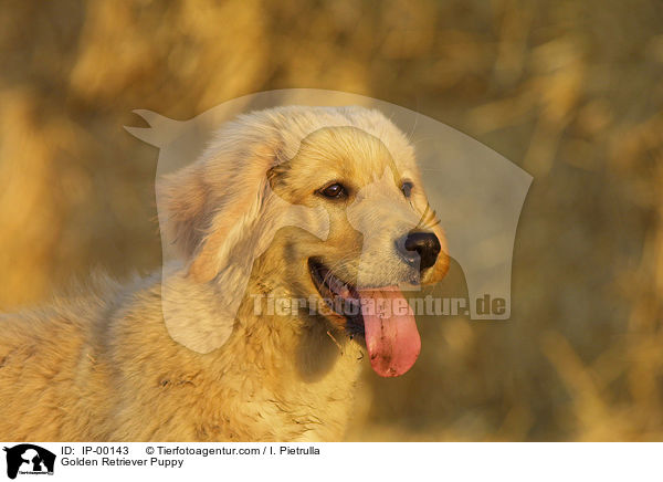 Golden Retriever Puppy / IP-00143