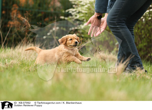 Golden Retriever Welpe / Golden Retriever Puppy / KB-07992