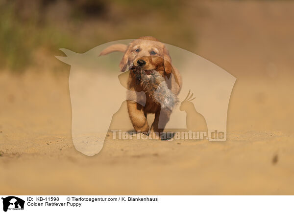 Golden Retriever Puppy / KB-11598