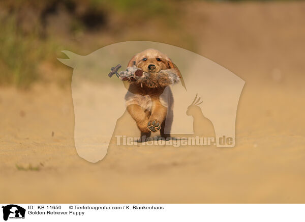 Golden Retriever Puppy / KB-11650