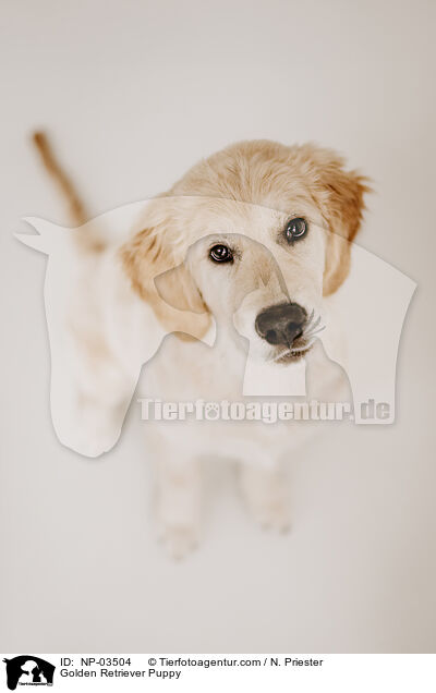 Golden Retriever Puppy / NP-03504