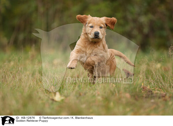 Golden Retriever Welpe / Golden Retriever Puppy / KB-12876