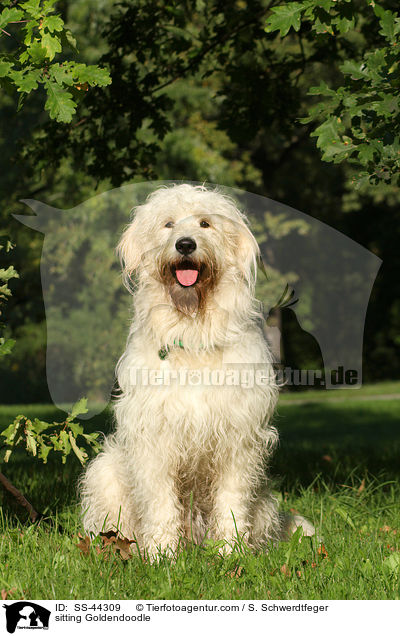 sitting Goldendoodle / SS-44309