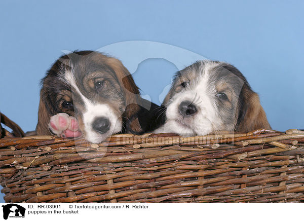 puppies in the basket / RR-03901