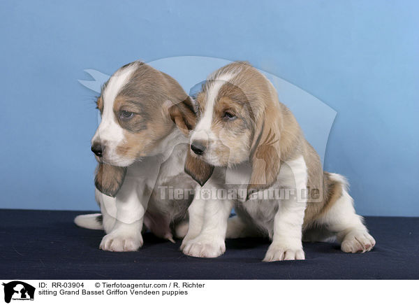 sitting Grand Basset Griffon Vendeen puppies / RR-03904