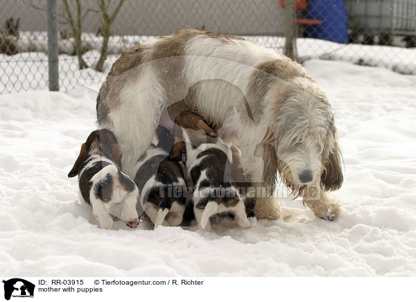 mother with puppies / RR-03915