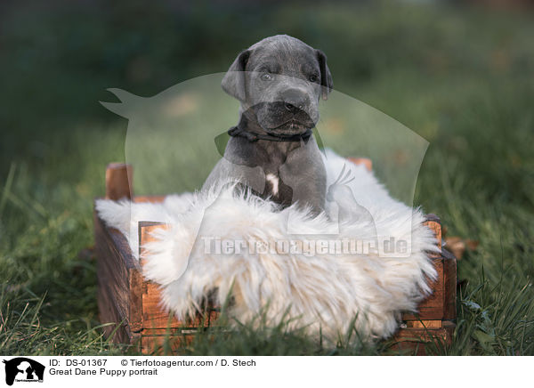 Great Dane Puppy portrait / DS-01367