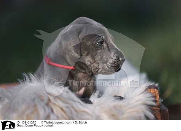 Great Dane Puppy portrait / DS-01370