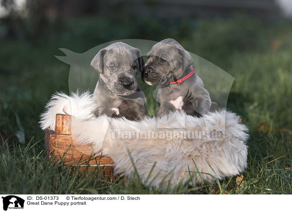 Great Dane Puppy portrait / DS-01373
