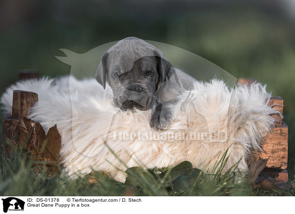 Great Dane Puppy in a box / DS-01378