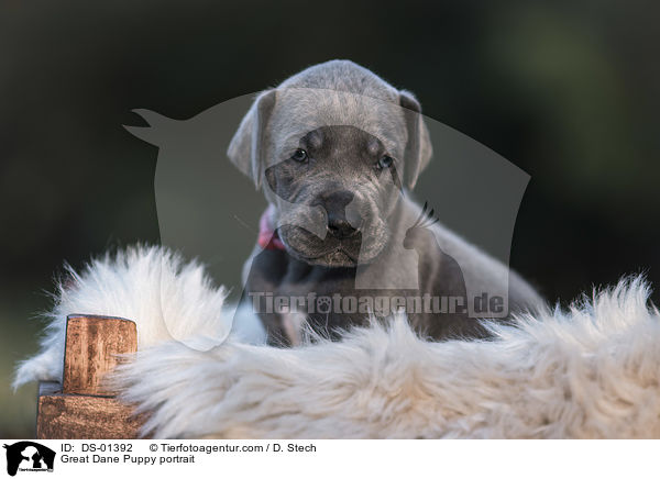 Great Dane Puppy portrait / DS-01392