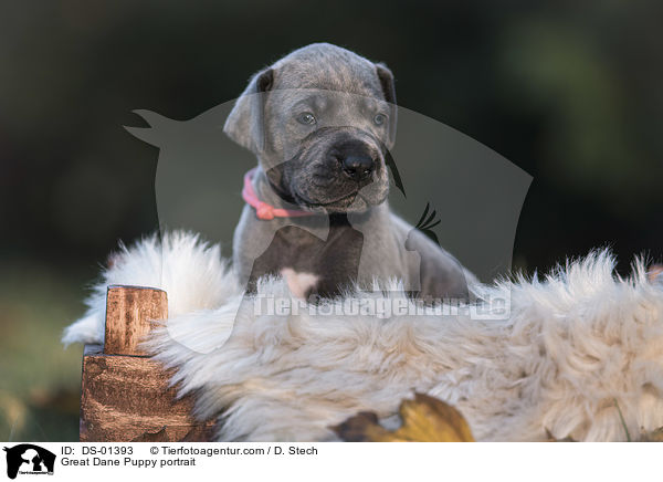 Great Dane Puppy portrait / DS-01393