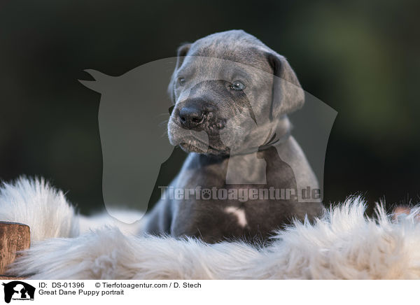 Great Dane Puppy portrait / DS-01396