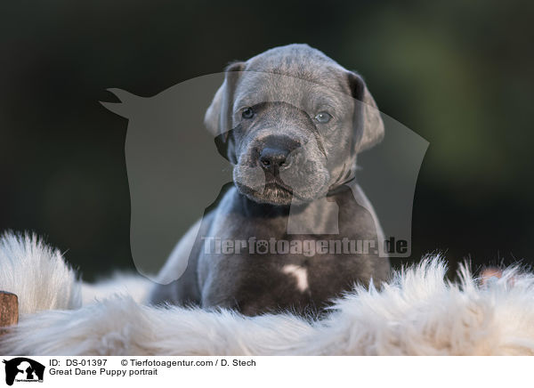 Great Dane Puppy portrait / DS-01397